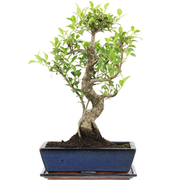 Fico, Ficus, Bonsai, 12 anni, 48cm