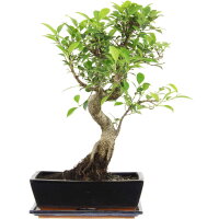 Ficus, Higuera de Banyan, Bonsai, 12 a&ntilde;os, 51cm