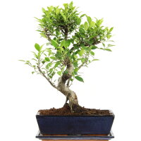 Ficus, Bonsai, 12 ans, 47cm