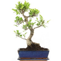 Fico, Ficus, Bonsai, 12 anni, 51cm