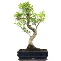 Ficus, Higuera de Banyan, Bonsai, 12 años, 54cm