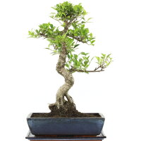 Ficus, Fig tree, Bonsai, 14 years, 60cm