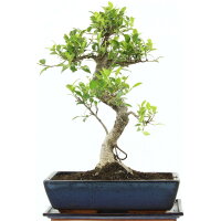 Ficus, Higuera de Banyan, Bonsai, 14 años, 54cm