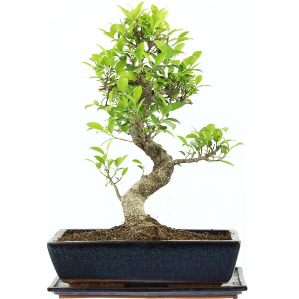 Ficus, Fig tree, Bonsai, 14 years, 51cm