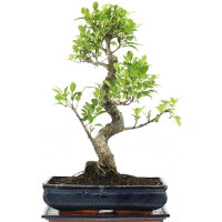 Ficus, Higuera de Banyan, Bonsai, 14 años, 58cm