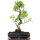 Ficus, Bonsai, 14 ans, 58cm