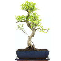 Fico, Ficus, Bonsai, 14 anni, 58cm