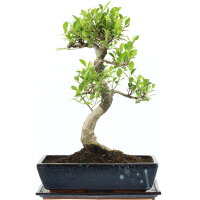 Ficus, Higuera de Banyan, Bonsai, 14 años, 52cm