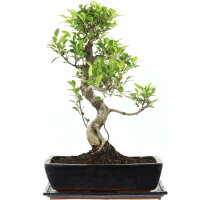 Ficus, Bonsai, 14 ans, 54cm