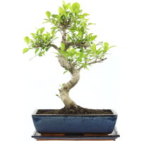 Ficus, Fig tree, Bonsai, 14 years, 54cm