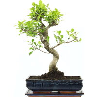 Ficus, Higuera de Banyan, Bonsai, 14 años, 55cm