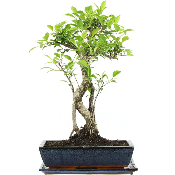 Ficus, Fig tree, Bonsai, 14 years, 58cm