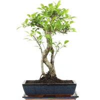 Ficus, Bonsai, 14 letnie, 58cm