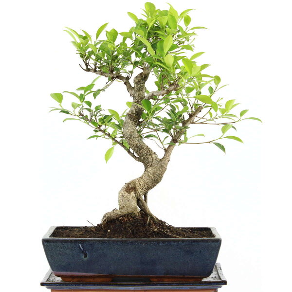 Ficus, Fig tree, Bonsai, 14 years, 53cm