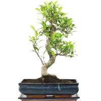 Ficus, Higuera de Banyan, Bonsai, 14 años, 56cm