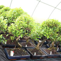 Ficus, Bonsai, 14 ans, 56cm