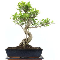Fico, Ficus, Bonsai, 14 anni, 53cm