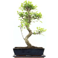 Ficus, Fig tree, Bonsai, 14 years, 60cm