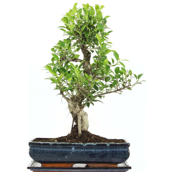 Ficus, Bonsai, 14 ans, 57cm