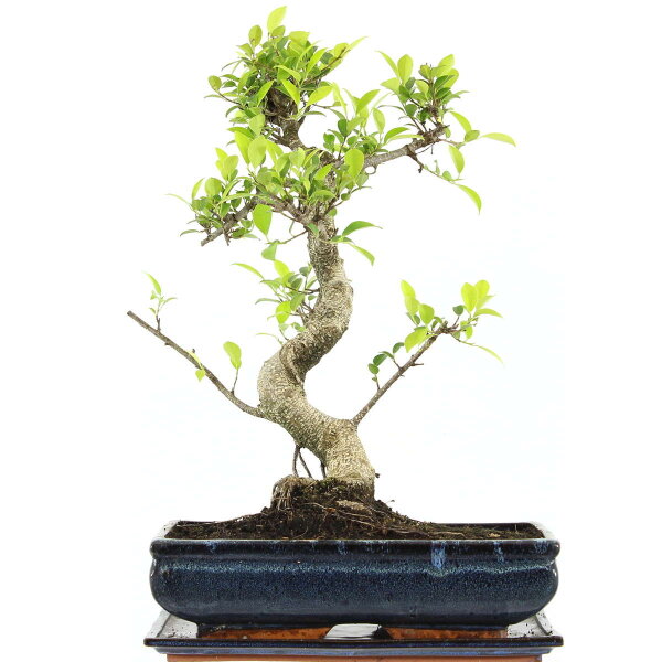 Ficus, Higuera de Banyan, Bonsai, 14 años, 54cm
