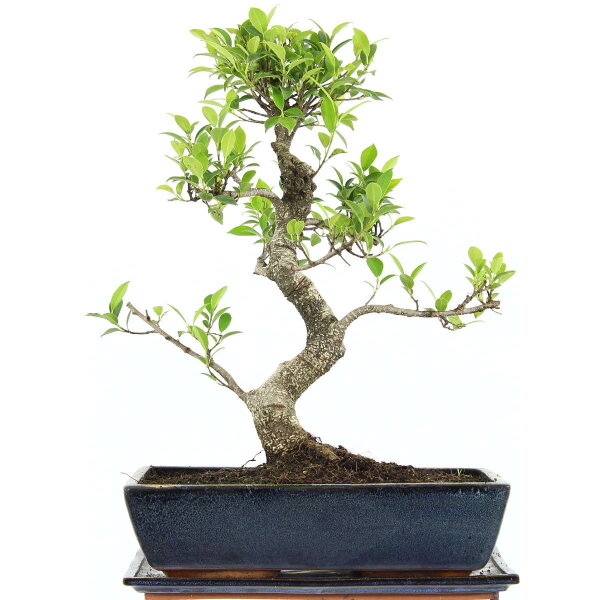 Ficus, Bonsai, 14 letnie, 52cm
