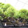 Ficus, Bonsai, 14 ans, 52cm