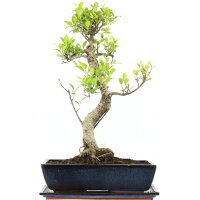 Fico, Ficus, Bonsai, 14 anni, 58cm