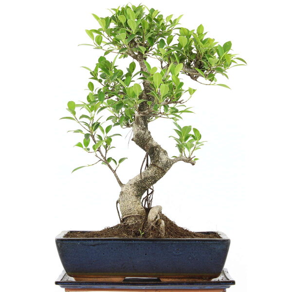 Ficus, Fig tree, Bonsai, 14 years, 57cm