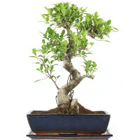 Ficus, Bonsai, 14 letnie, 57cm