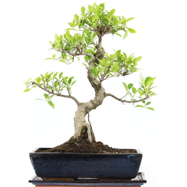 Ficus, Fig tree, Bonsai, 14 years, 55cm