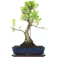 Fico, Ficus, Bonsai, 14 anni, 57cm