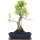Ficus, Fig tree, Bonsai, 14 years, 57cm