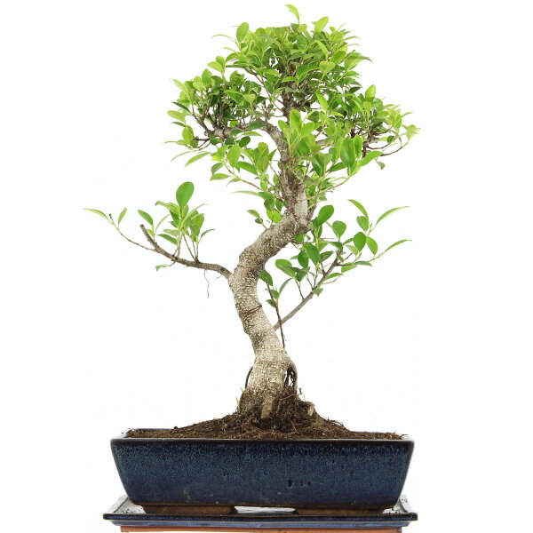 Ficus, Fig tree, Bonsai, 14 years, 59cm