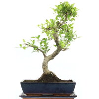 Ficus, Higuera de Banyan, Bonsai, 14 años, 58cm