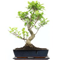 Ficus, Bonsai, 14 letnie, 56cm
