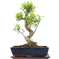 Ficus, Higuera de Banyan, Bonsai, 14 años, 53cm