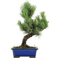 Japanese white pine, Bonsai, 9 years, 32cm