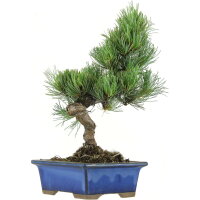 Japanese white pine, Bonsai, 9 years, 31cm