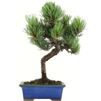 Japanese white pine, Bonsai, 9 years, 34cm