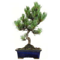 Japanese white pine, Bonsai, 9 years, 35cm