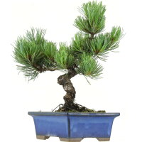 Japanese white pine, Bonsai, 9 years, 30cm