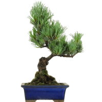 Japanese white pine, Bonsai, 9 years, 33cm
