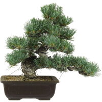 Japanese white pine, Bonsai, 20 years, 38cm