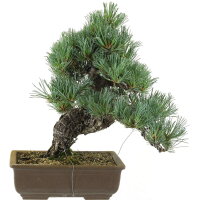 Japanese white pine, Bonsai, 20 years, 44cm