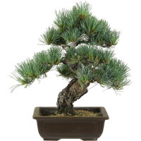 Japanese white pine, Bonsai, 20 years, 41cm