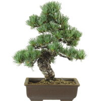 Japanese white pine, Bonsai, 20 years, 45cm