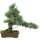 Japanese white pine, Bonsai, 20 years, 40cm