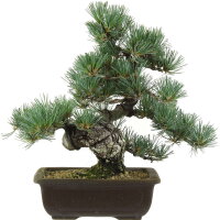 Japanese white pine, Bonsai, 20 years, 39cm