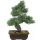 Japanese white pine, Bonsai, 20 years, 44cm