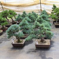 Japanese white pine, Bonsai, 20 years, 47cm